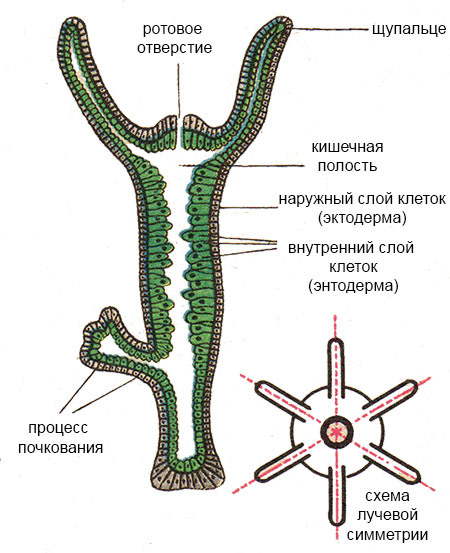 Как вывести деньги с kraken