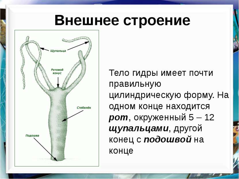 Kraken официальный сайт ссылка